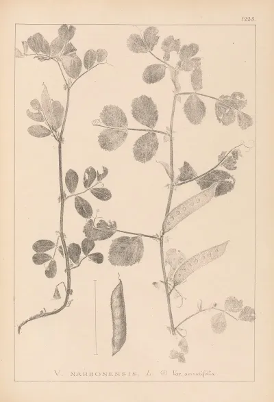 Herbier De La Flore Francaise Pl 0459