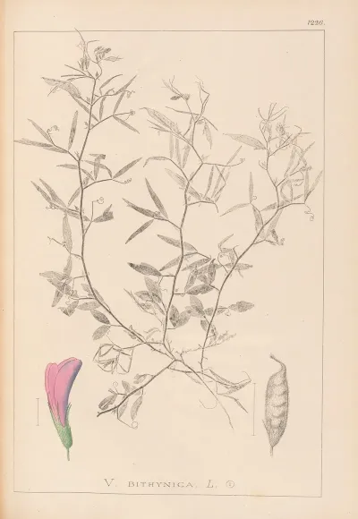 Herbier De La Flore Francaise Pl 0460