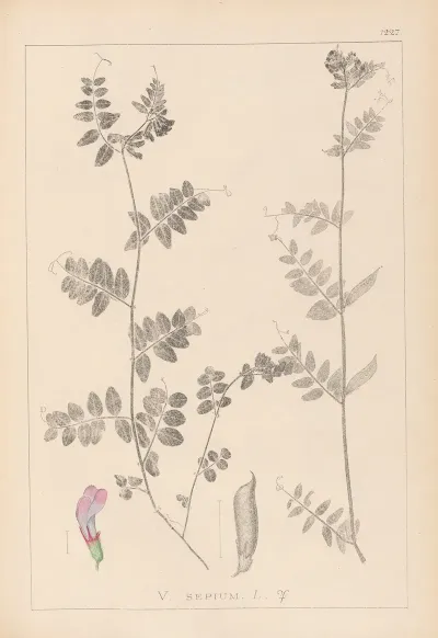 Herbier De La Flore Francaise Pl 0461