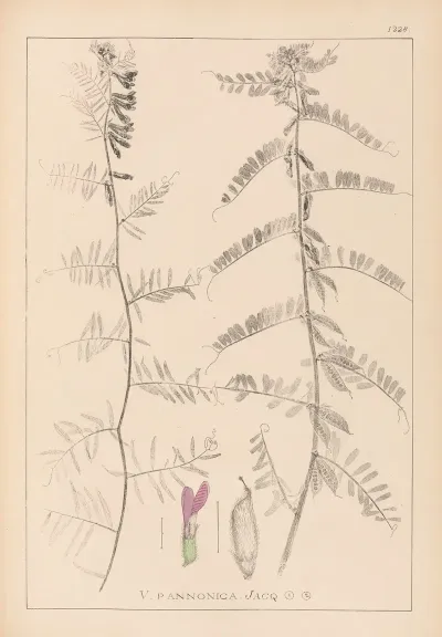 Herbier De La Flore Francaise Pl 0462