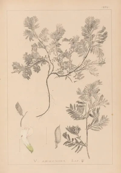 Herbier De La Flore Francaise Pl 0463