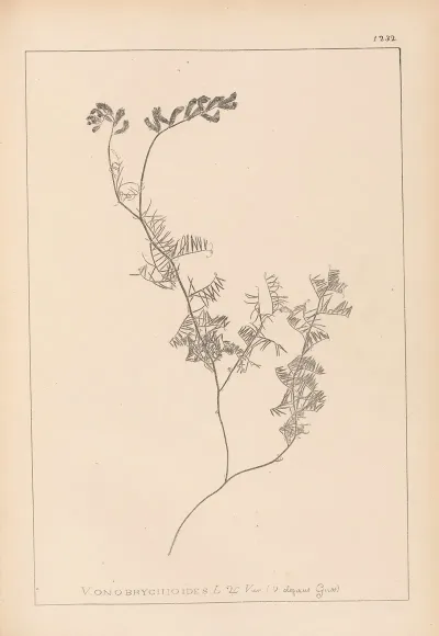 Herbier De La Flore Francaise Pl 0465