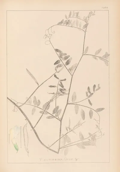 Herbier De La Flore Francaise Pl 0466