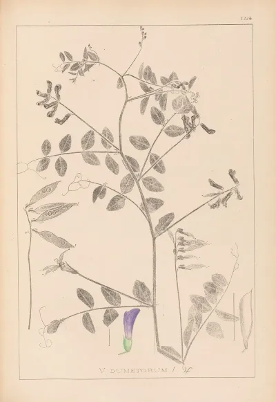 Herbier De La Flore Francaise Pl 0467
