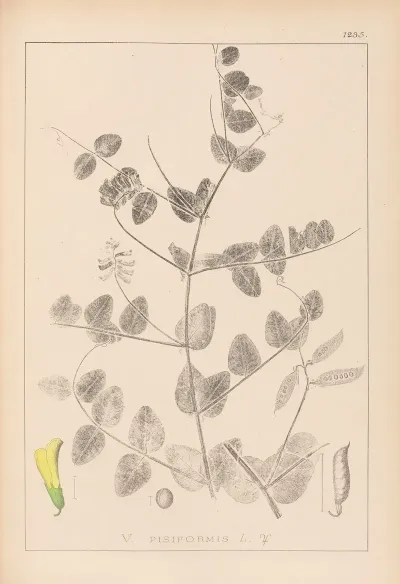 Herbier De La Flore Francaise Pl 0468
