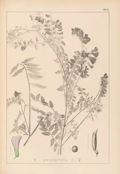 Herbier De La Flore Francaise Pl 0469