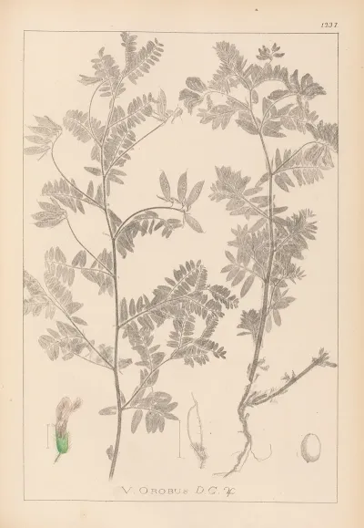 Herbier De La Flore Francaise Pl 0470