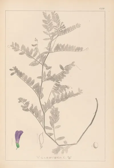 Herbier De La Flore Francaise Pl 0471