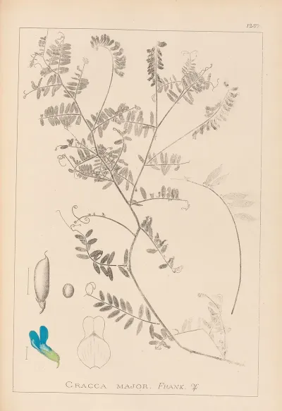 Herbier De La Flore Francaise Pl 0472