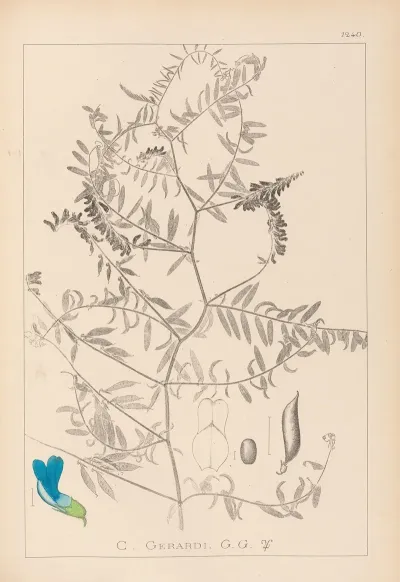 Herbier De La Flore Francaise Pl 0473