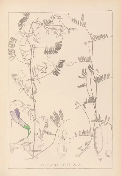 Herbier De La Flore Francaise Pl 0475