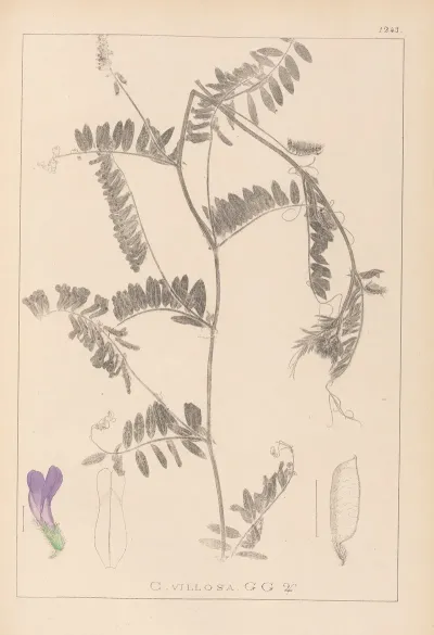 Herbier De La Flore Francaise Pl 0476