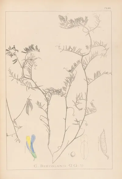 Herbier De La Flore Francaise Pl 0477