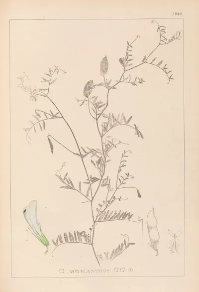 Herbier De La Flore Francaise Pl 0479