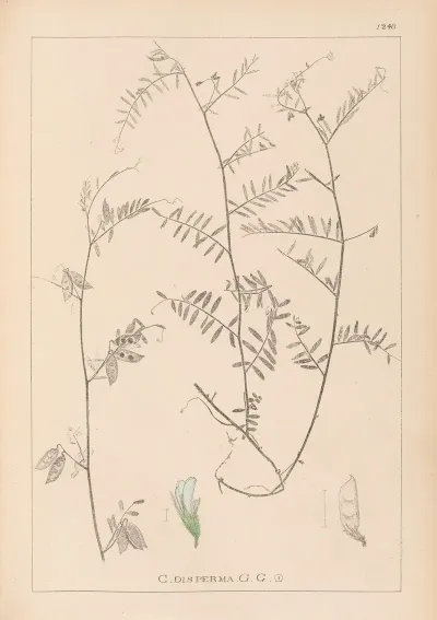 Herbier De La Flore Francaise Pl 0481