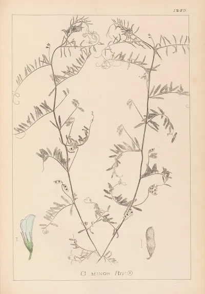 Herbier De La Flore Francaise Pl 0482