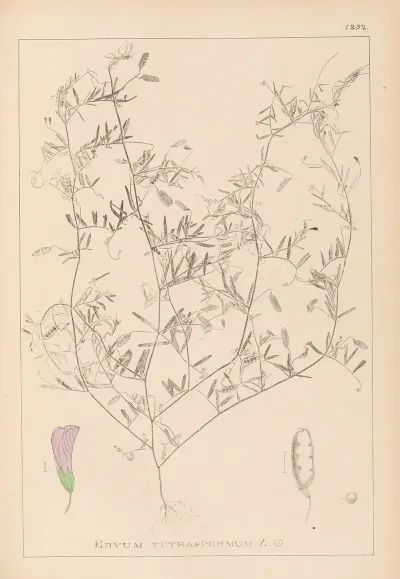 Herbier De La Flore Francaise Pl 0484