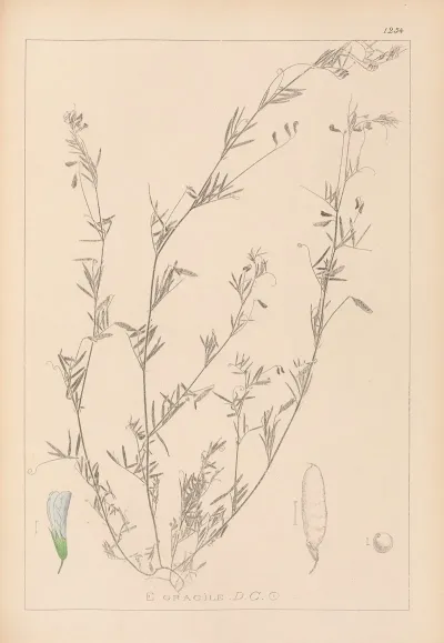 Herbier De La Flore Francaise Pl 0486