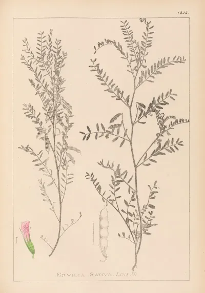 Herbier De La Flore Francaise Pl 0487