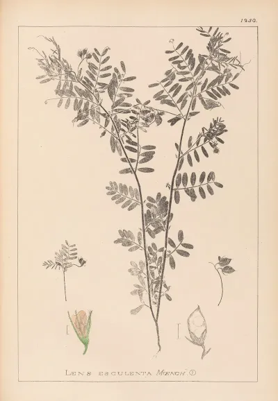 Herbier De La Flore Francaise Pl 0488