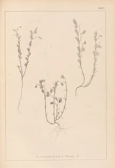Herbier De La Flore Francaise Pl 0489
