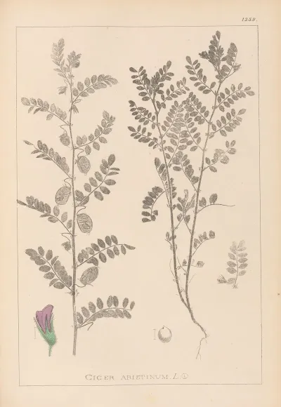 Herbier De La Flore Francaise Pl 0490