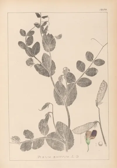 Herbier De La Flore Francaise Pl 0491