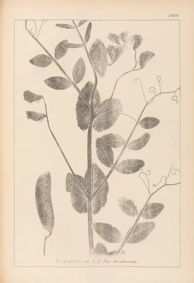 Herbier De La Flore Francaise Pl 0492