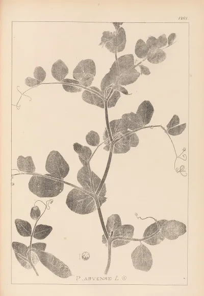 Herbier De La Flore Francaise Pl 0493