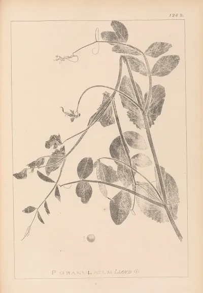 Herbier De La Flore Francaise Pl 0494