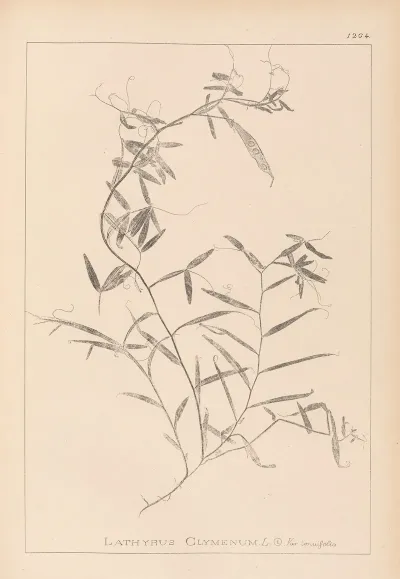 Herbier De La Flore Francaise Pl 0496