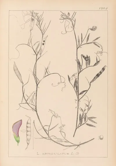 Herbier De La Flore Francaise Pl 0497