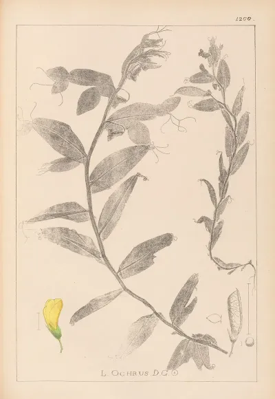 Herbier De La Flore Francaise Pl 0498