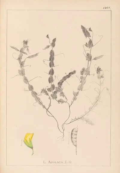 Herbier De La Flore Francaise Pl 0499