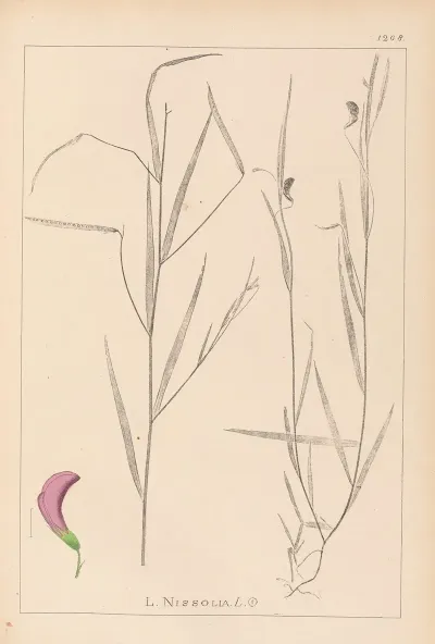 Herbier De La Flore Francaise Pl 0500