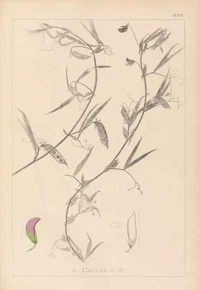 Herbier De La Flore Francaise Pl 0502