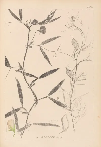 Herbier De La Flore Francaise Pl 0503