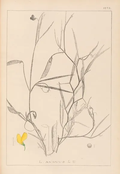 Herbier De La Flore Francaise Pl 0504