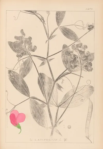 Herbier De La Flore Francaise Pl 0507