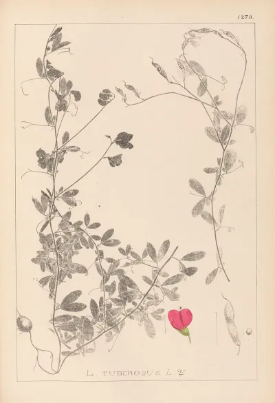 Herbier De La Flore Francaise Pl 0510