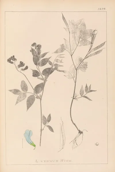 Herbier De La Flore Francaise Pl 0511