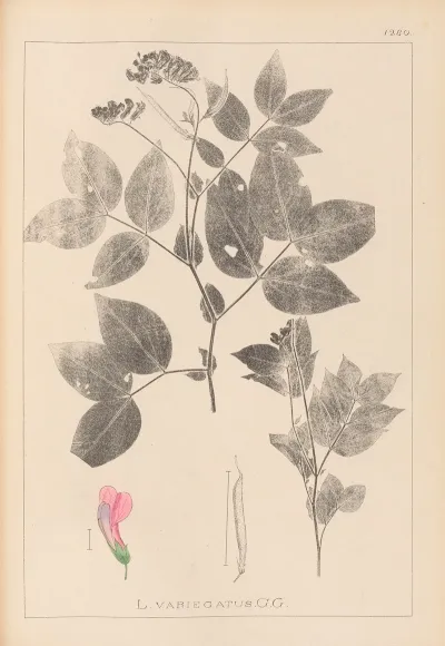Herbier De La Flore Francaise Pl 0512