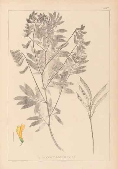 Herbier De La Flore Francaise Pl 0513