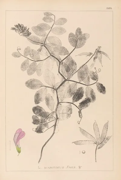 Herbier De La Flore Francaise Pl 0514