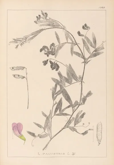 Herbier De La Flore Francaise Pl 0515