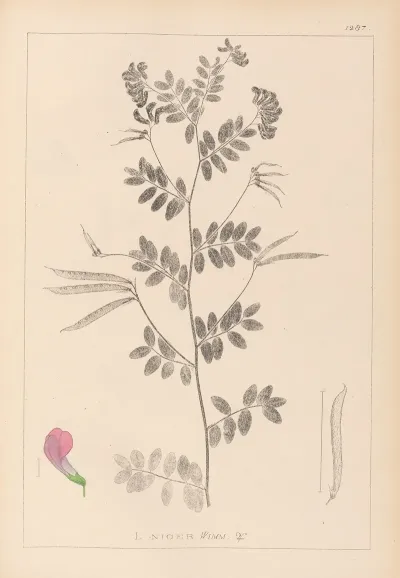 Herbier De La Flore Francaise Pl 0519