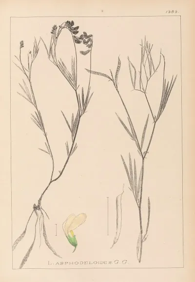 Herbier De La Flore Francaise Pl 0521