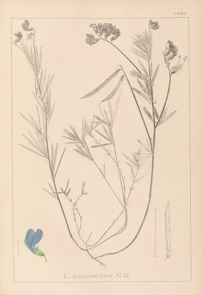 Herbier De La Flore Francaise Pl 0522