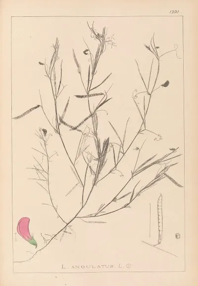 Herbier De La Flore Francaise Pl 0523