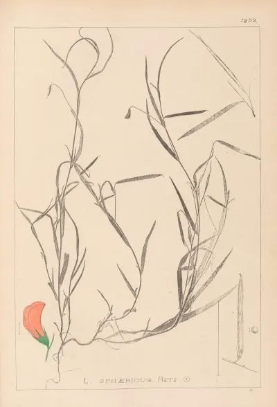 Herbier De La Flore Francaise Pl 0524